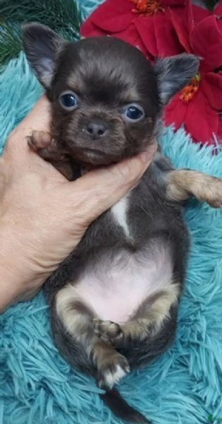  Disponibili cuccioli di chihuahua PL ALLEVATI CON AMORE per adozione | Foto 5