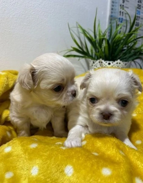  Disponibili cuccioli di chihuahua PL ALLEVATI CON AMORE per adozione | Foto 4