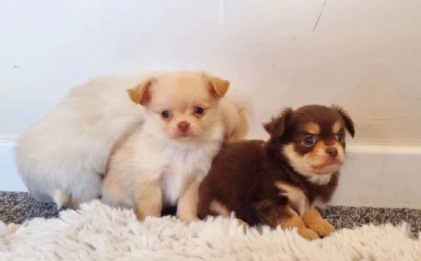  Disponibili cuccioli di chihuahua PL ALLEVATI CON AMORE per adozione | Foto 3