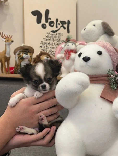  Disponibili cuccioli di chihuahua PL ALLEVATI CON AMORE per adozione | Foto 0