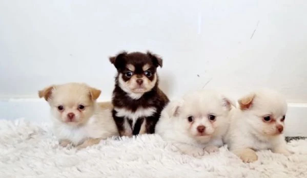  Disponibili cuccioli di chihuahua PL ALLEVATI CON AMORE per adozione | Foto 2