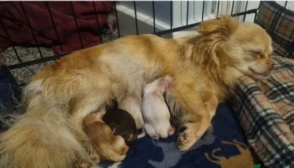  Disponibili cuccioli di chihuahua PL ALLEVATI CON AMORE per adozione | Foto 0