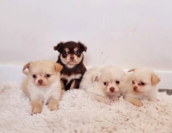  Disponibili cuccioli di chihuahua PL ALLEVATI CON AMORE per adozione