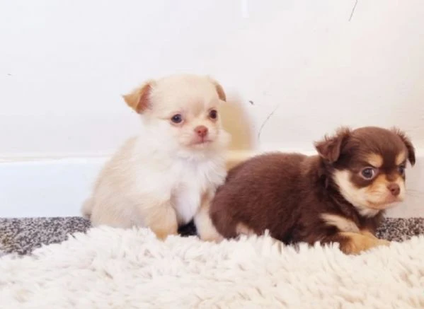  Disponibili cuccioli di chihuahua PL ALLEVATI CON AMORE per adozione | Foto 4