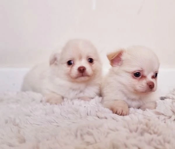  Disponibili cuccioli di chihuahua PL ALLEVATI CON AMORE per adozione | Foto 1