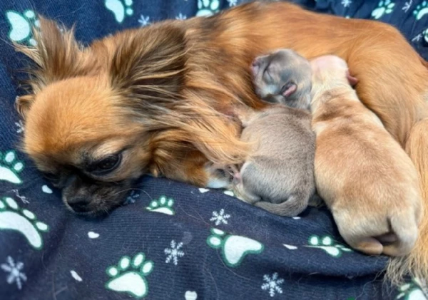 Cuccioli di chihuahua a pelo lungo  ALLEVATI CON AMORE per adozione