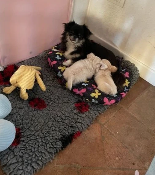 Cuccioli di chihuahua a pelo lungo  ALLEVATI CON AMORE per adozione