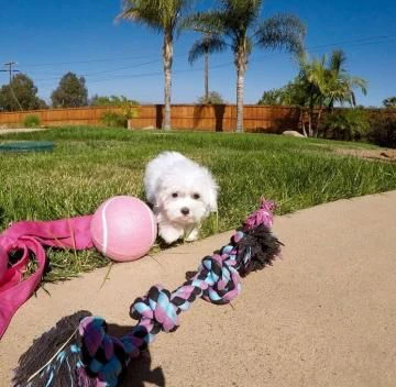 Maltese toy cuccioli ALLEVATI CON AMORE per adozione | Foto 1