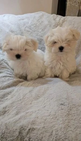 Regalo cuccioli di Maltese per ladozione Maltese ALLEVATI CON AMORE