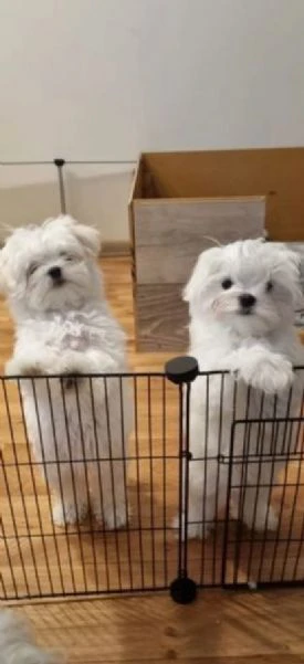 Regalo cuccioli di Maltese per ladozione Maltese ALLEVATI CON AMORE | Foto 0