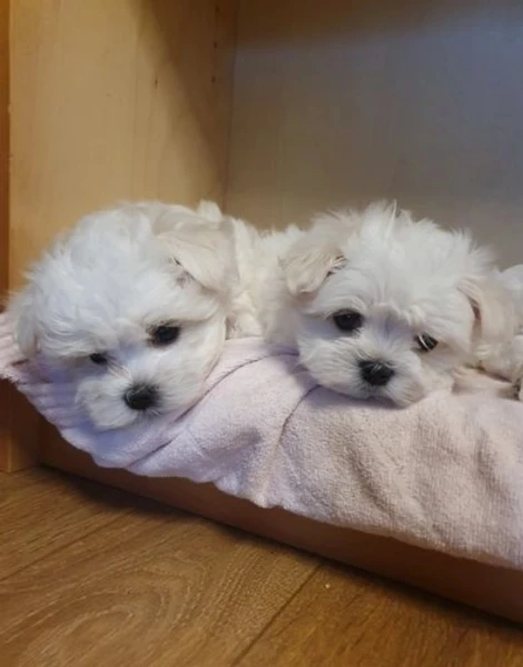 Regalo cuccioli di Maltese per ladozione | Foto 4