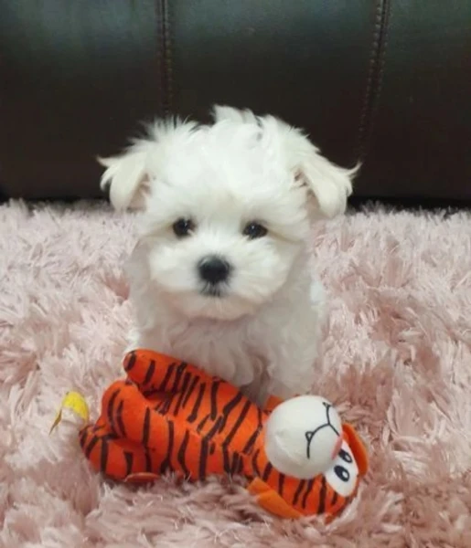 Regalo cuccioli di Maltese per ladozione | Foto 3