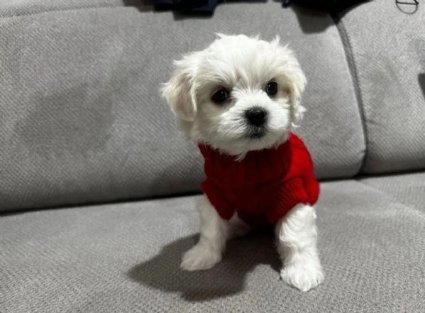 cuccioli di Maltese ALLEVATI CON AMORE per adozione | Foto 4