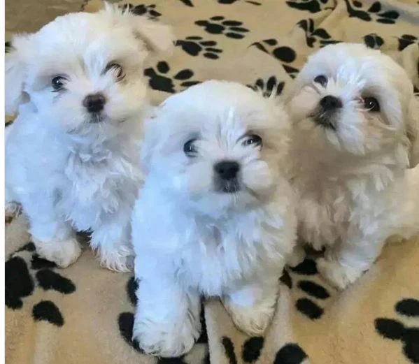 cuccioli di Maltese ALLEVATI CON AMORE per adozione