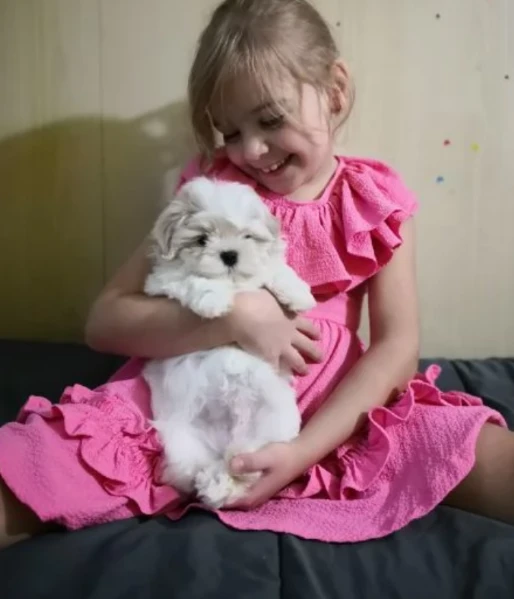 cuccioli di Maltese ALLEVATI CON AMORE per adozione | Foto 1