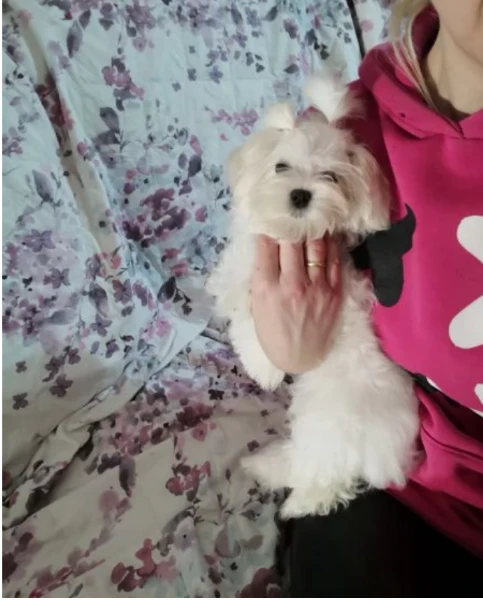 cuccioli di Maltese ALLEVATI CON AMORE per adozione