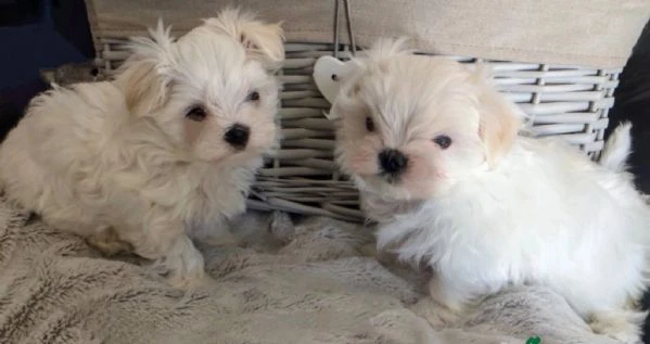 cuccioli di Maltese ALLEVATI CON AMORE per adozione | Foto 2