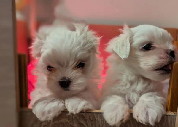 cuccioli di Maltese ALLEVATI CON AMORE per adozione | Foto 1