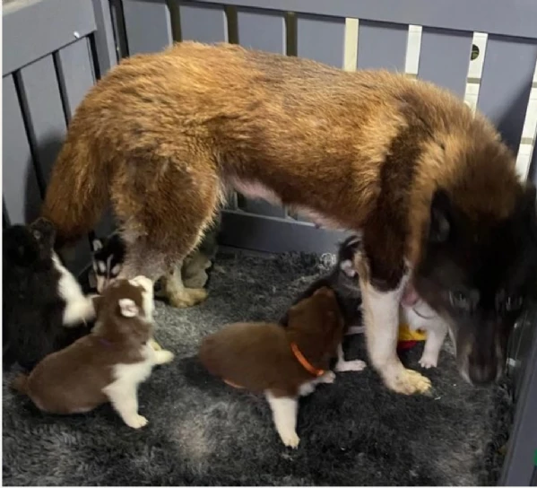 CUCCIOLI DI SIBERIAN HUSKY ALLEVATI CON AMORE per adozione