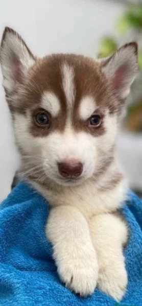 CUCCIOLI DI SIBERIAN HUSKY ALLEVATI CON AMORE per adozione