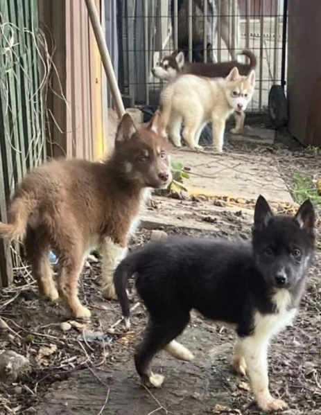 CUCCIOLI DI SIBERIAN HUSKY ALLEVATI CON AMORE per adozione