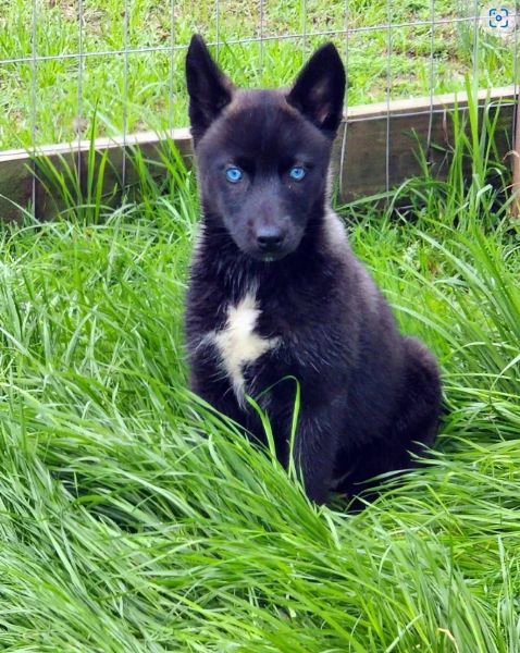 CUCCIOLI DI SIBERIAN HUSKY ALLEVATI CON AMORE per adozione | Foto 3