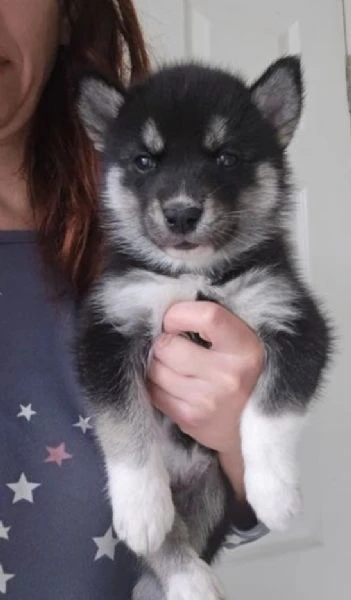 CUCCIOLI DI SIBERIAN HUSKY ALLEVATI CON AMORE per adozione | Foto 1