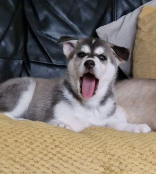 CUCCIOLI DI SIBERIAN HUSKY ALLEVATI CON AMORE per adozione | Foto 0