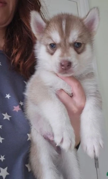 CUCCIOLI DI SIBERIAN HUSKY ALLEVATI CON AMORE per adozione | Foto 2