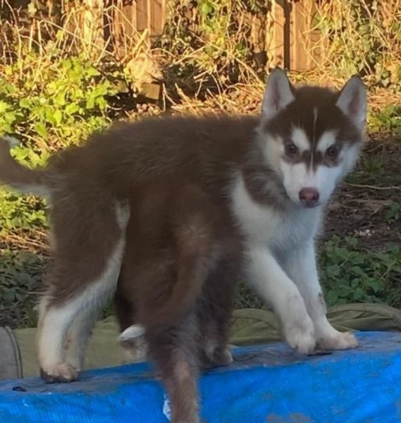 CUCCIOLI DI SIBERIAN HUSKY ALLEVATI CON AMORE per adozione