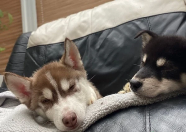 CUCCIOLI DI SIBERIAN HUSKY ALLEVATI CON AMORE per adozione | Foto 1