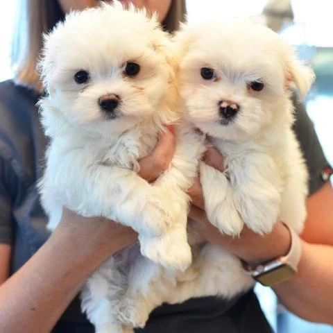 2 cuccioli di Maltese ALLEVATI CON AMORE per adozione