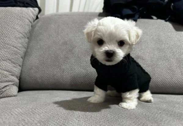 cuccioli di Maltese ALLEVATI CON AMORE per adozione | Foto 1