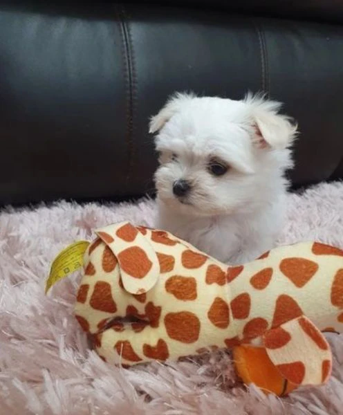 cuccioli di Maltese ALLEVATI CON AMORE per adozione | Foto 2