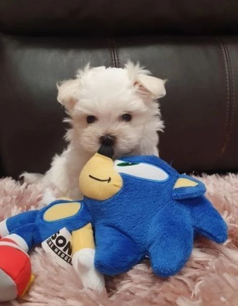 cuccioli di Maltese ALLEVATI CON AMORE per adozione