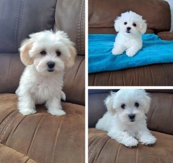 cuccioli di Maltese ALLEVATI CON AMORE per adozione