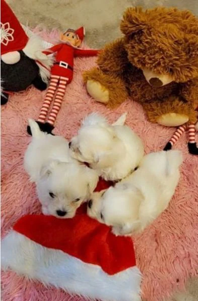 cuccioli di Maltese ALLEVATI CON AMORE per adozione | Foto 5