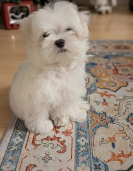 cuccioli di Maltese ALLEVATI CON AMORE per adozione | Foto 3