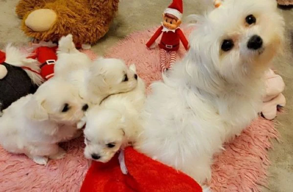 cuccioli di Maltese ALLEVATI CON AMORE per adozione | Foto 0