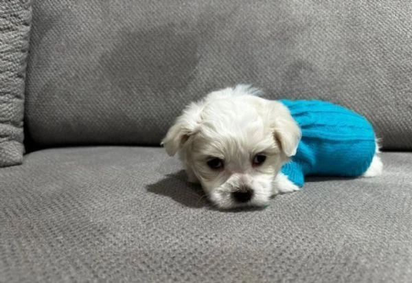 cuccioli di Maltese  ALLEVATI CON AMORE per adozione   | Foto 0