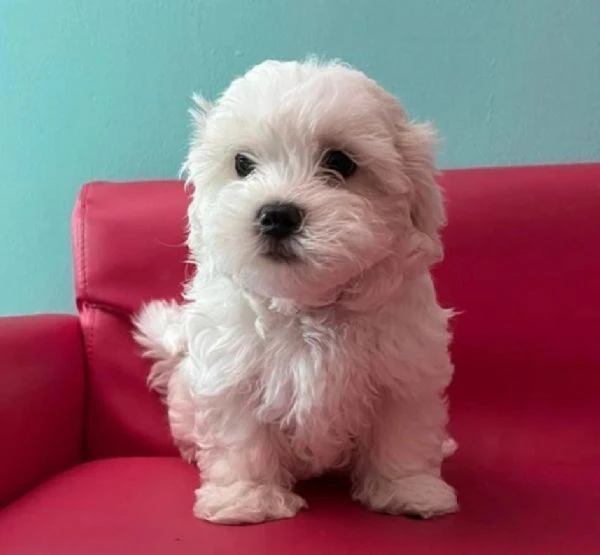 cuccioli di Maltese  ALLEVATI CON AMORE per adozione   | Foto 3