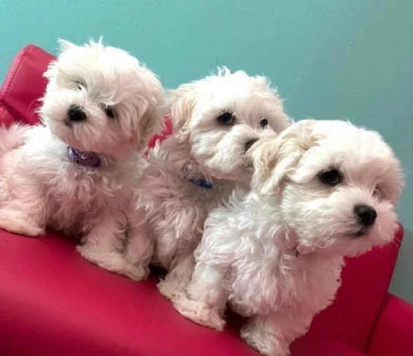 cuccioli di Maltese  ALLEVATI CON AMORE per adozione  