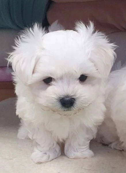 cuccioli di Maltese  ALLEVATI CON AMORE per adozione   | Foto 1