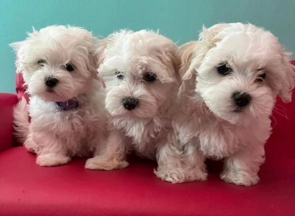 cuccioli di Maltese  ALLEVATI CON AMORE per adozione   | Foto 0