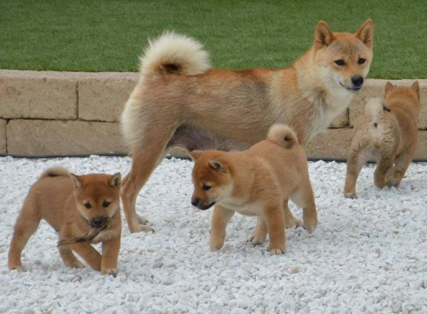 2 bellissimi regalo shiba inu cuccioli