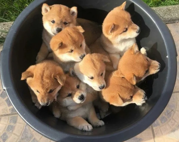 Secchio di cuccioli di Shiba Inu