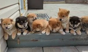 adorabili cuccioli di shiba inu