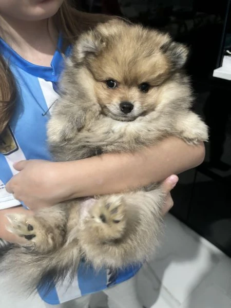 Cucciolo spitz pomerania | Foto 4