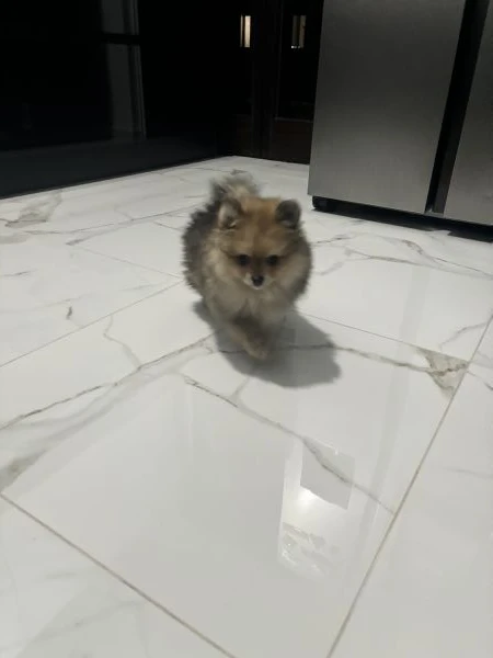 Cucciolo spitz pomerania | Foto 1