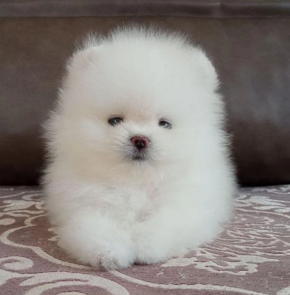 Dolci cuccioli di Volpino Pomerania